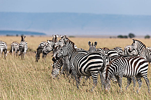 斑马,热带草原,肯尼亚