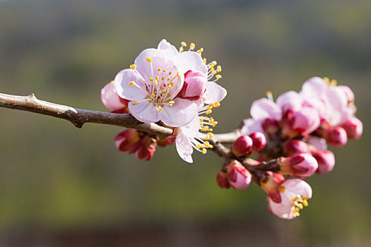 春天盛开的杏花特写