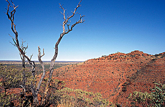 秃树,风景,国王峡谷,国家公园,北领地州,澳大利亚