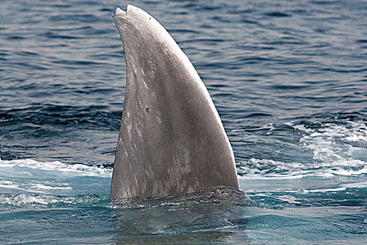 蓝鲸,表面,进食,圣地亚哥,加利福尼亚