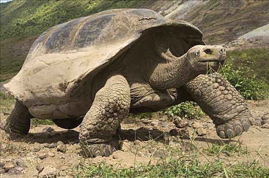 阿尔斯多火山海岛陆龟,加拉巴哥象龟,走,阿尔斯多火山,地面,伊莎贝拉岛,加拉帕戈斯群岛,厄瓜多尔