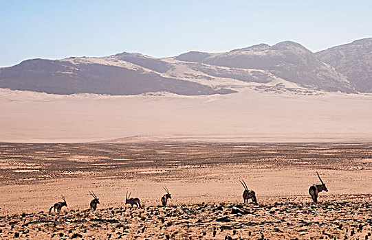 卡奥科兰,北方,纳米布沙漠,纳米比亚,野生,长角羚羊,南非大羚羊,放牧,沙丘
