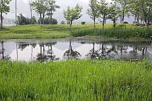 屯溪江边湿地公园