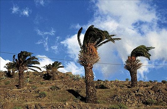 棕榈树,风,加纳利群岛,西班牙,欧洲