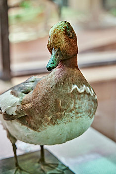 宁夏中卫市沙漠博物馆馆藏标本,赤颈鸭
