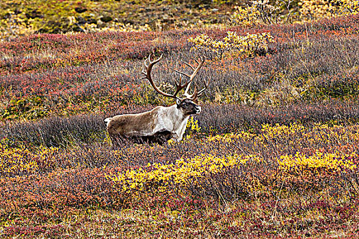 驯鹿属,雄性动物,秋天,苔原,公路,德纳里峰国家公园,阿拉斯加,美国