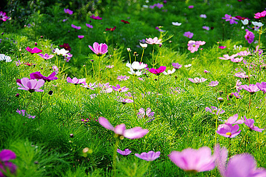 格桑花开