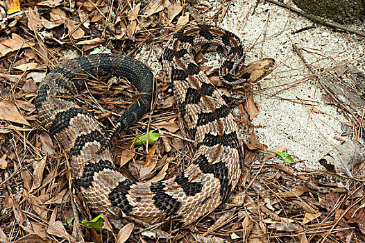 森林响尾蛇,木纹响尾蛇,美国