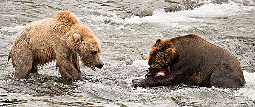 熊,吃,三文鱼,河