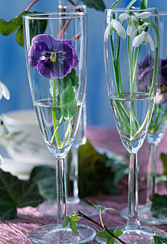 香槟酒杯,雪花莲,堇菜属