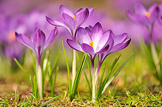 紫色,藏红花,盛开,花,德国,欧洲
