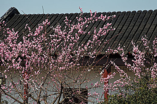 梅花,花朵,梅园,春天,报春