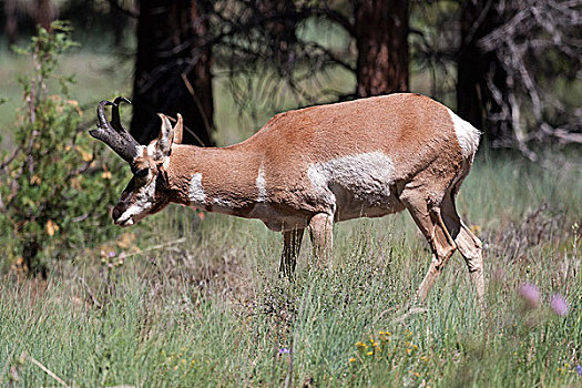 叉角羚,布莱斯峡谷国家公园,犹他,美国,北美