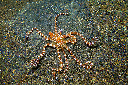 章鱼,海上,仰视,印度尼西亚,亚洲