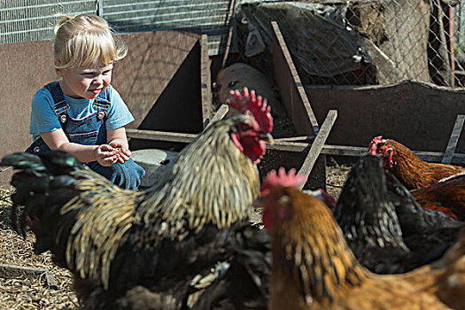 农民,女孩,拿着,鸟食,喂食,鸡,栏舍