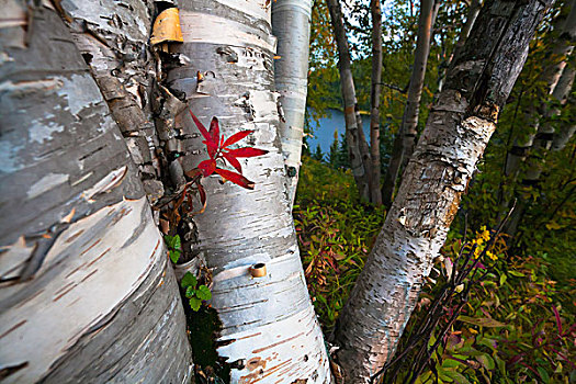 纸皮桦,树,旁侧,湖,艾伯塔省,加拿大