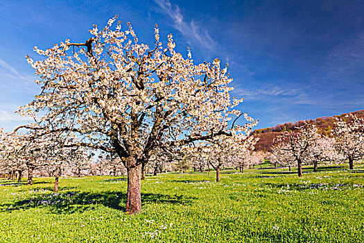 盛开,樱桃树,牧场,春天,瑞士