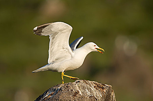黄腿鸥
