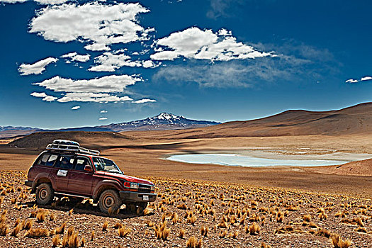 四驱车,汽车,动物,安第斯山,玻利维亚