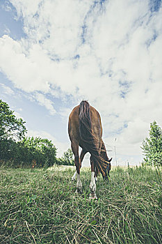 马,后视图,吃草,草地