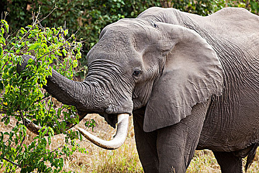 非洲象,浏览,克鲁格国家公园,南非
