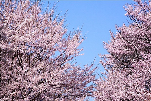 樱桃树,蓝天