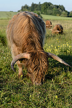 高原牛,吃草,草场