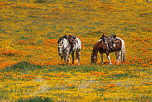 马,花菱草,金矿区,羚羊谷,加利福尼亚
