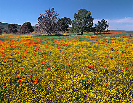 花菱草,花,地点,羚羊谷,加利福尼亚