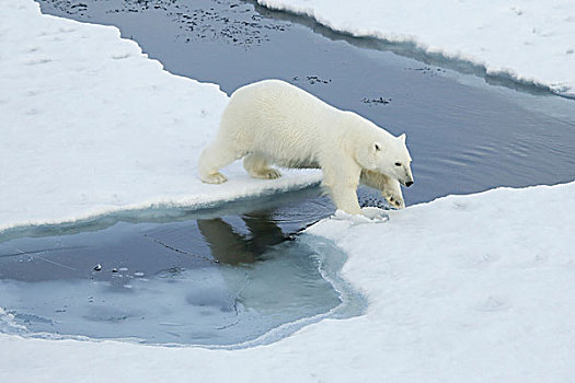 格陵兰,声音,北极熊,跳跃,上方,水,海冰