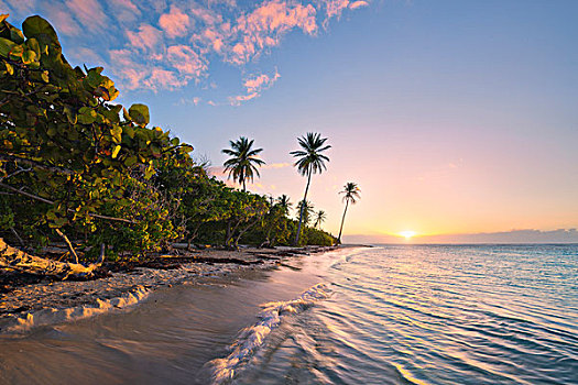 瓜德罗普,加勒比,法国,岛屿,热带,乐园,手掌,海滩,海洋,沙子,日出,逆光