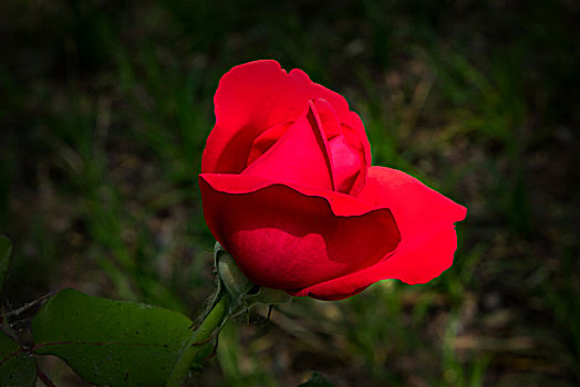 唯美月季花,美轮美奂月季花