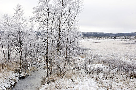 瑞典,风景,自然,溪流,雪,霜,寒冷