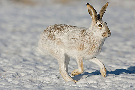 白尾,兔子,蹦跳,冬天,外套,东方,蒙大拿
