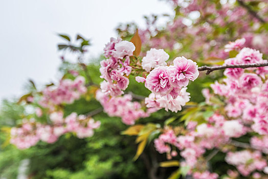 中国江苏南京雨花台盛开的樱花特写