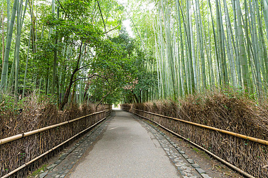 竹林,日本,岚山,京都