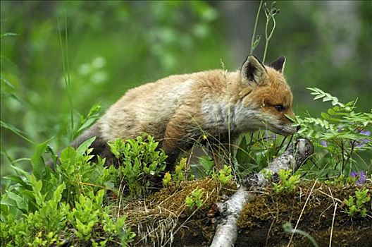 红狐,幼仔,狐属,挪威,斯堪的纳维亚,欧洲
