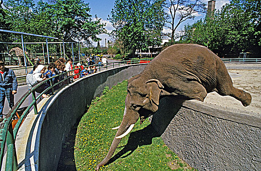 亚洲象,象属,动物园,匈牙利