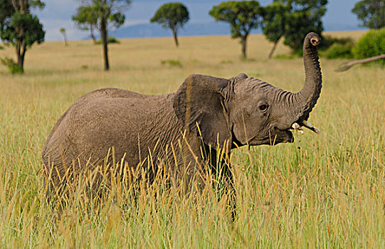 麦赛-玛拉国家公园,肯尼亚,小象,玩,马赛马拉,妈妈,背景