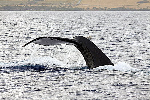 白色,尾部,鲸尾叶突,驼背鲸,滴下,水,西部,海岸,毛伊岛,夏威夷