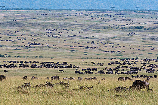 东方,角马,迁徙,马赛马拉国家保护区,肯尼亚,非洲