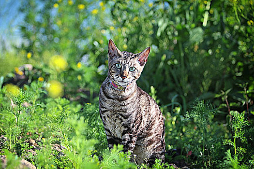 灰色,猫,草丛