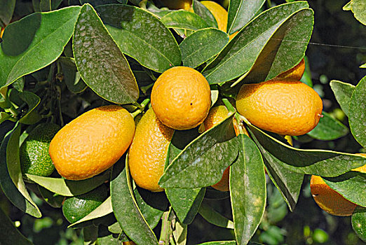 金橘,柑橘,果园,靠近,昆士兰,澳大利亚