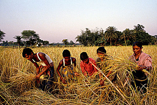 男人,女人,工作,一起,丰收,稻田,孟加拉