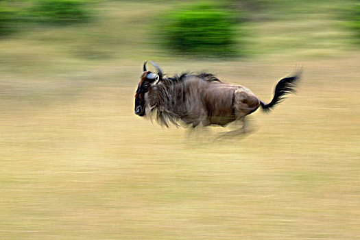 角马,动态,马塞马拉野生动物保护区,肯尼亚