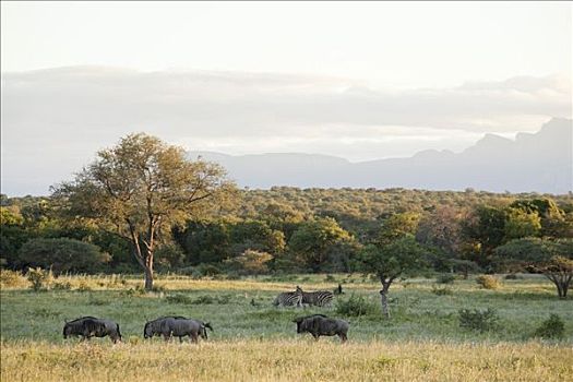 角马,放牧,地点,克鲁格国家公园,南非