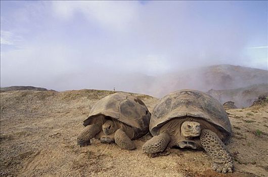 加拉帕戈斯巨龟,加拉帕戈斯象龟,群,寻找,潮湿,蒸汽,喷气孔,火山口,边缘,阿尔斯多火山,伊莎贝拉岛,加拉帕戈斯群岛,厄瓜多尔