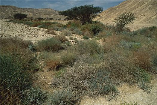 本土动植物,植物,旱谷,山谷,以色列