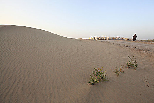 新疆塔克拉玛干沙漠