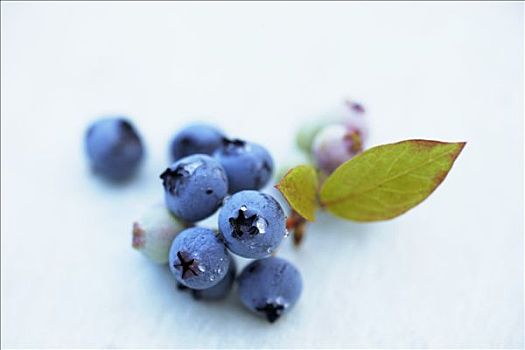 蓝莓,叶子